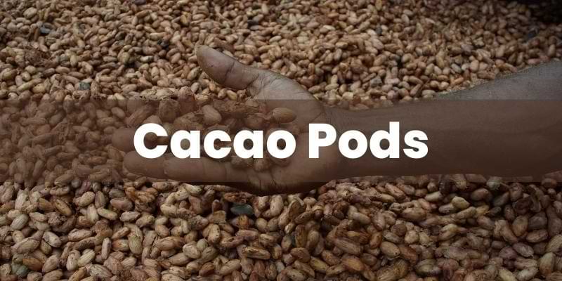 Cacao Pods