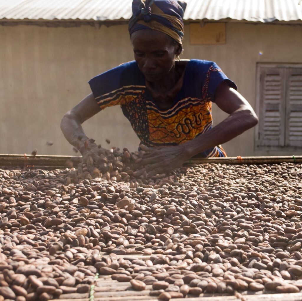 cacao beans drying