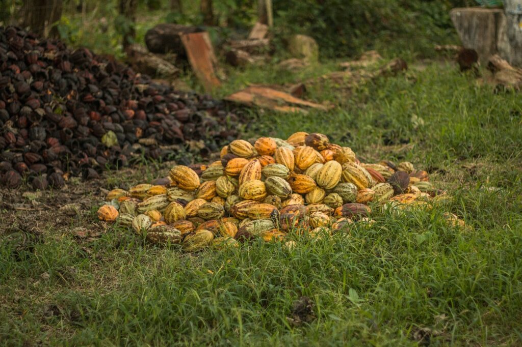 cacao fruits food