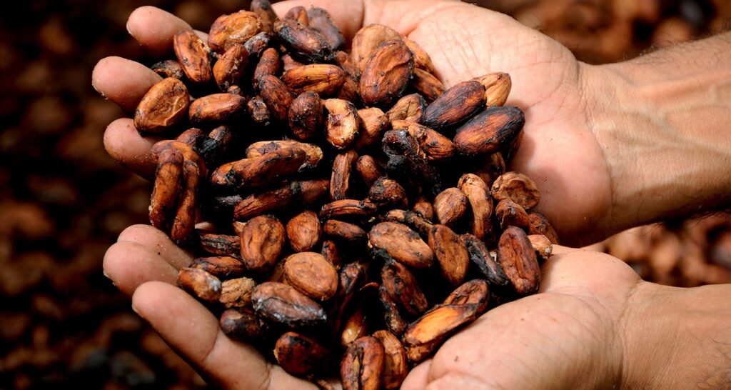 cacao butter benefits of cacao beans - 10 facts about cacao