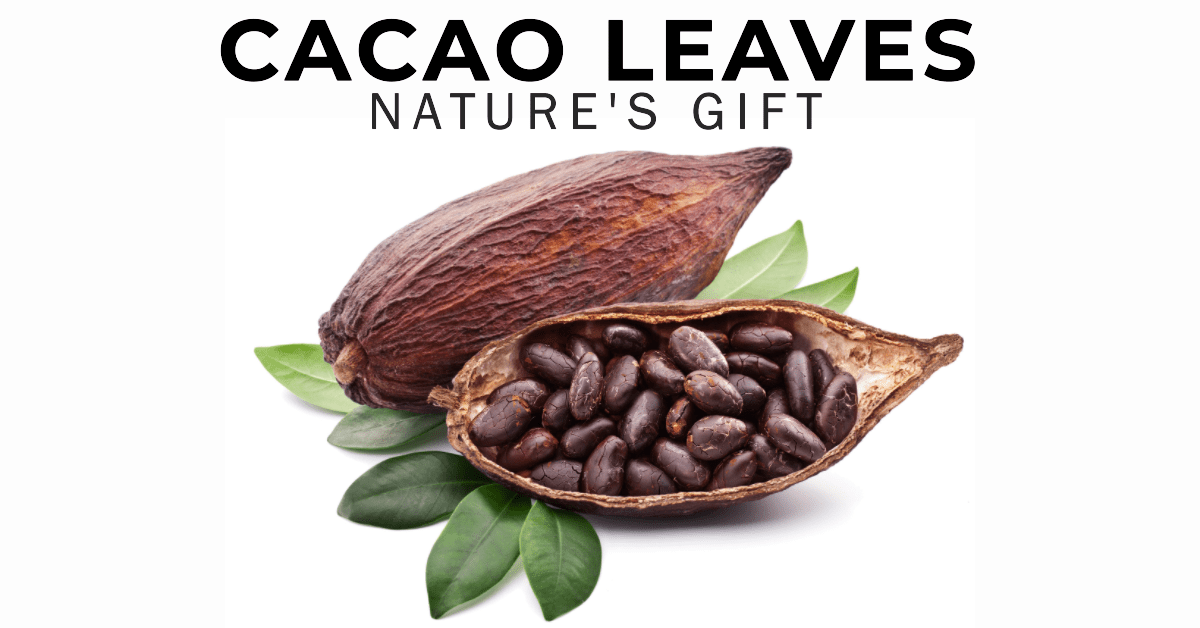 Cacao Leaves