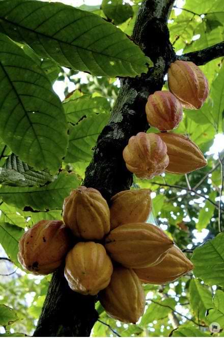 Theobroma cacao