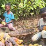 Children Harvesting Cocoa for Major Corporations in Ghana: A Deepening Crisis