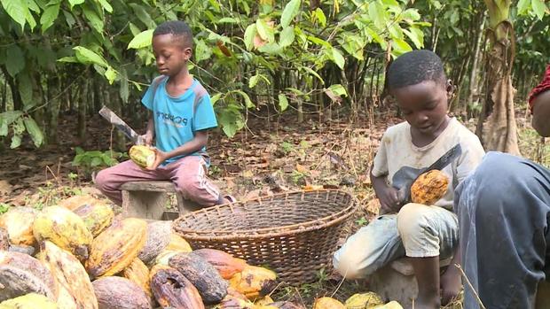 Children Harvesting Cocoa for Major Corporations in Ghana: A Deepening Crisis